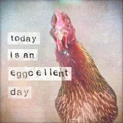 Eggcellent - Huhn, Wandbild mit humorvollem Spruch im Landhausstil günstig kaufen