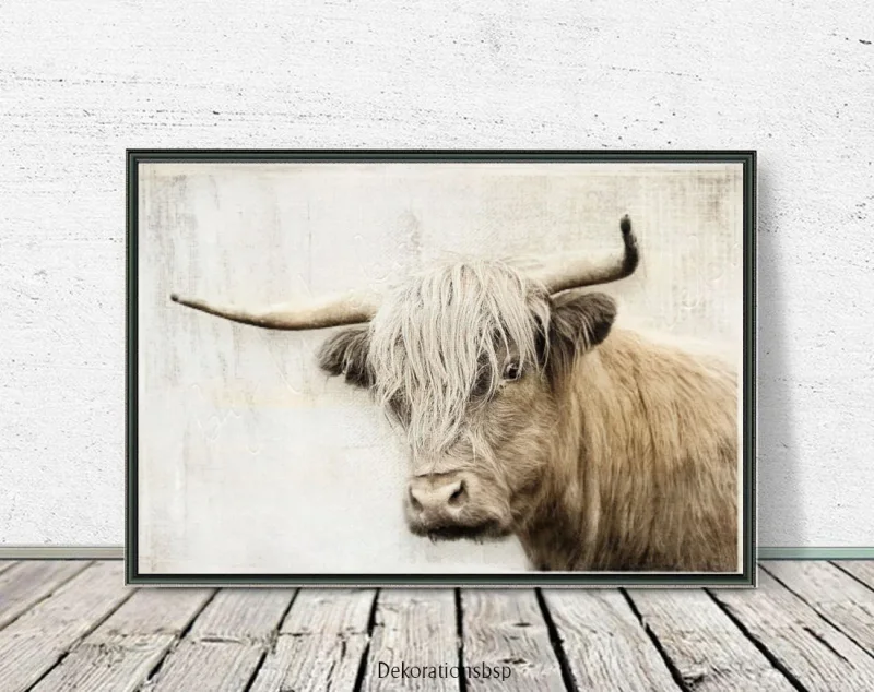 Hochlandrind - Wandbild im Shabby Landhausstil als Kunstdruck Poster kaufen