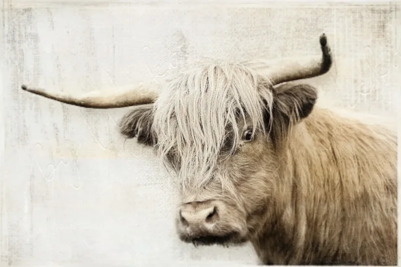 Hochlandrind - Wandbild im Shabby Chic Landhausstil Vintage Style günstig kaufen