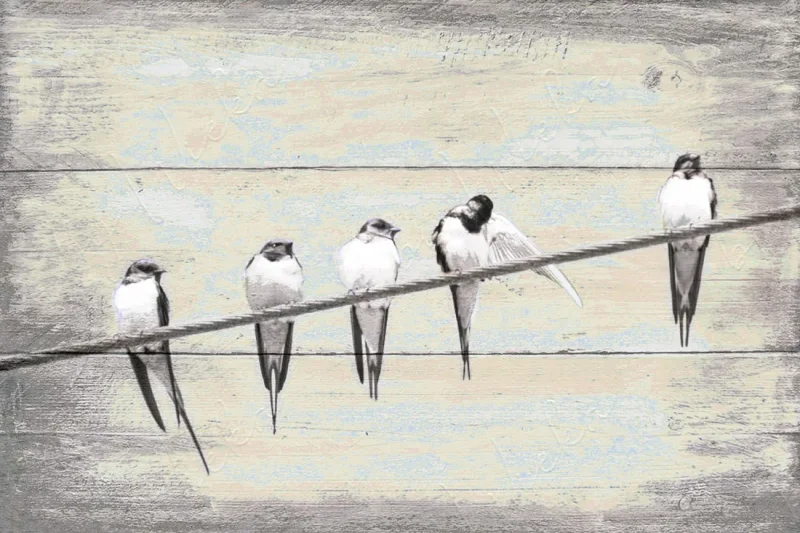 Schwalben, Vögel, Wandbild im Shabby-Chic, Landhausstil