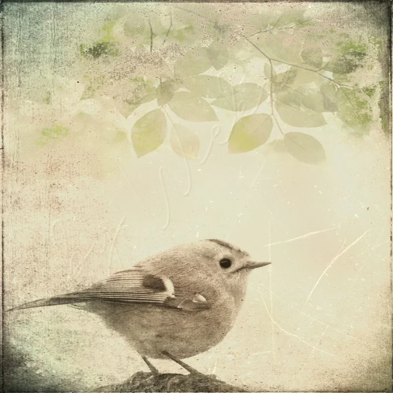 Wandbild  kleiner Vogel Wintergoldhähnchen im vintage shabby Landhausstil