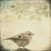 Wandbild  kleiner Vogel Wintergoldhähnchen im vintage shabby Landhausstil