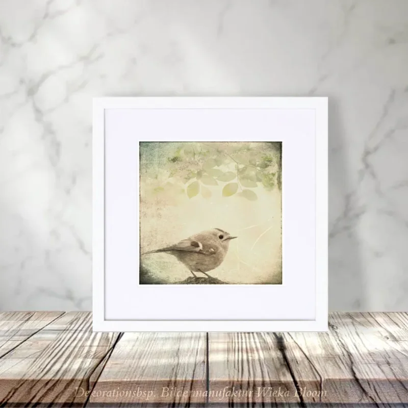 Wintergoldhähnchen Leinwandbild im Shabby Chic Landhausstil als Kunstdruck Poster