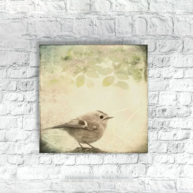 Wintergoldhähnchen Leinwandbild im Shabby Chic Landhausstil auf Leinwand