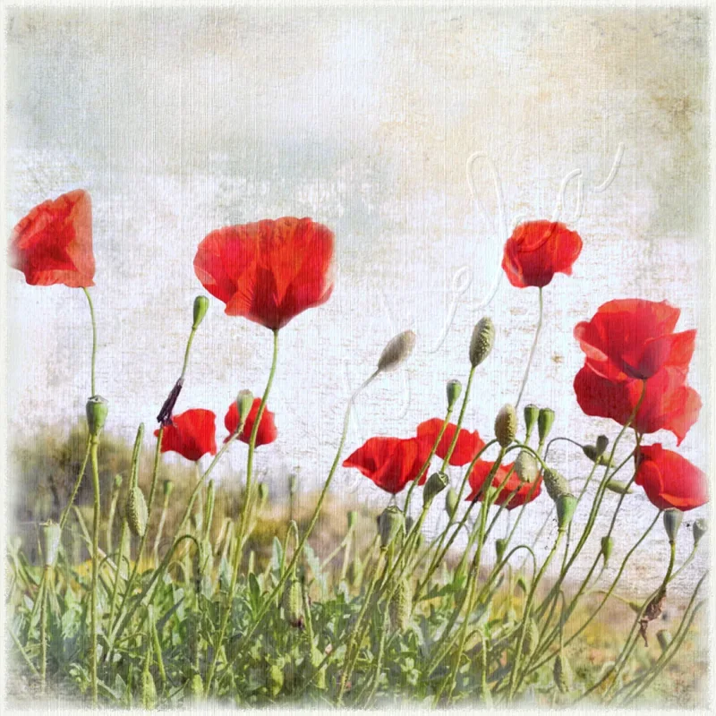 Wandbild rote Mohnblumen im Vintage Shabby Landhausstil