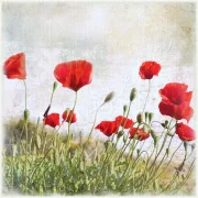 Wandbild rote Mohnblumen im Vintage Shabby Landhausstil