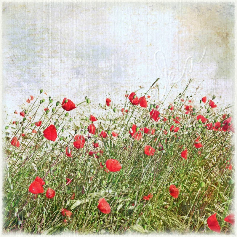 Wandbild rote Mohnblumen im Vintage Shabby Landhausstil