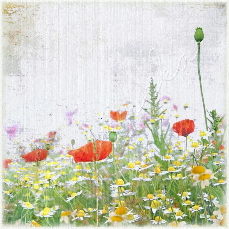 Wandbild rote Mohnblumen im Vintage Shabby Landhausstil