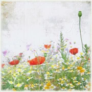Wandbild rote Mohnblumen im Vintage Shabby Landhausstil
