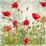 Mohnblumen, Wandbild im Vintage Style, Shabby Landhausstil