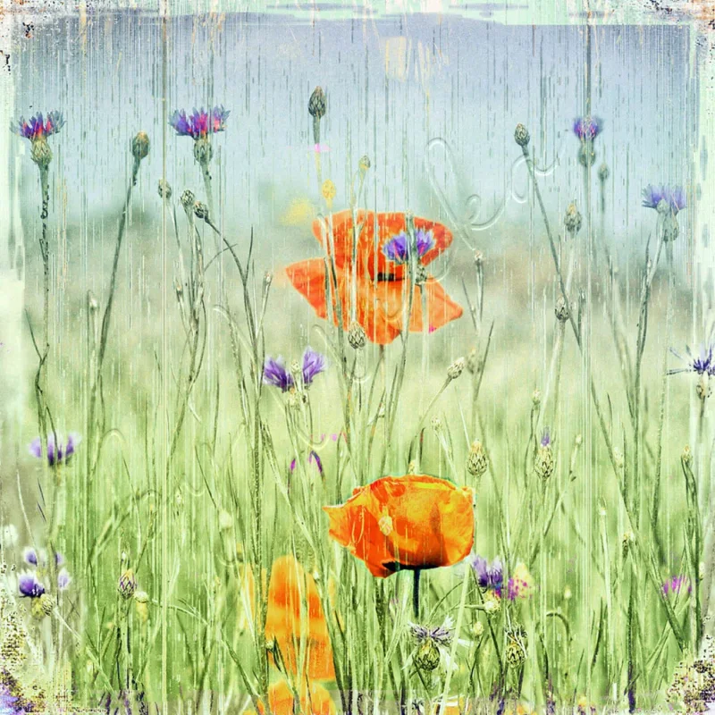 Mohnblumen & Kornblumen, Wandbild im Shabby Landhausstil 