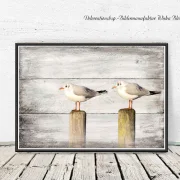 Möwen, Wandbild Darßer Sommer im Shabby Chic, Landhausstil , Vintage Style als Kunstdruck