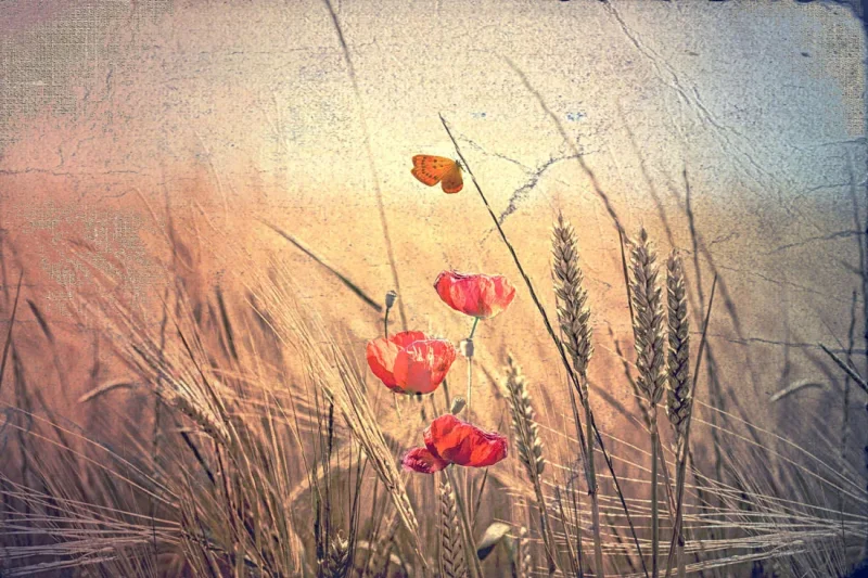 Mohnblumen, Wandbild im Shabby-Chic, Landhausstil