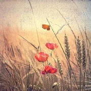 Mohnblumen, Wandbild im Shabby-Chic, Landhausstil