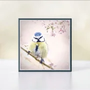Wandbild Blaumeise, Vogel im Shabby Chic Landhausstil