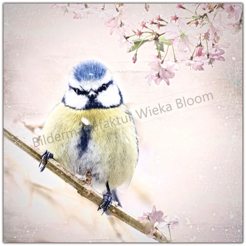 Wandbild Blaumeise Vogel im Shabby Chic, Vintage Style, Landhausstil kaufen