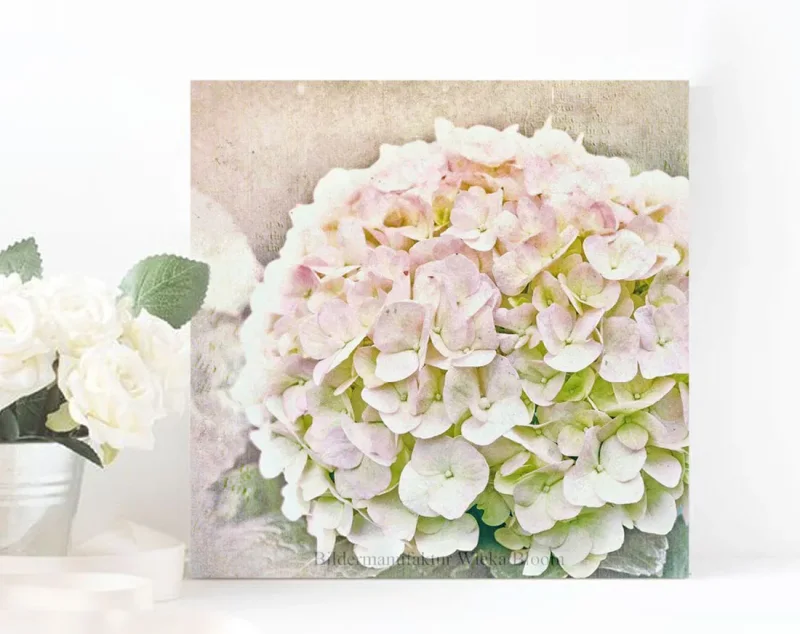 Hortensie - Blüten in Pastell, Wandbild auf Holz im Vintage Style, Shabby Chic, Landhausstil kaufen