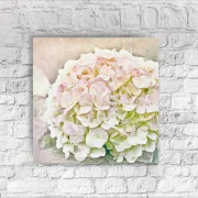 Hortensie - Blüten in Pastell, Wandbild als Leinwandbild im Vintage Style, Shabby Chic, Landhausstil kaufen