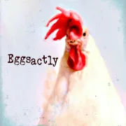 Eggsactly - Huhn, Wandbild mit humorvollem Spruch im Landhausstil günstig kaufen