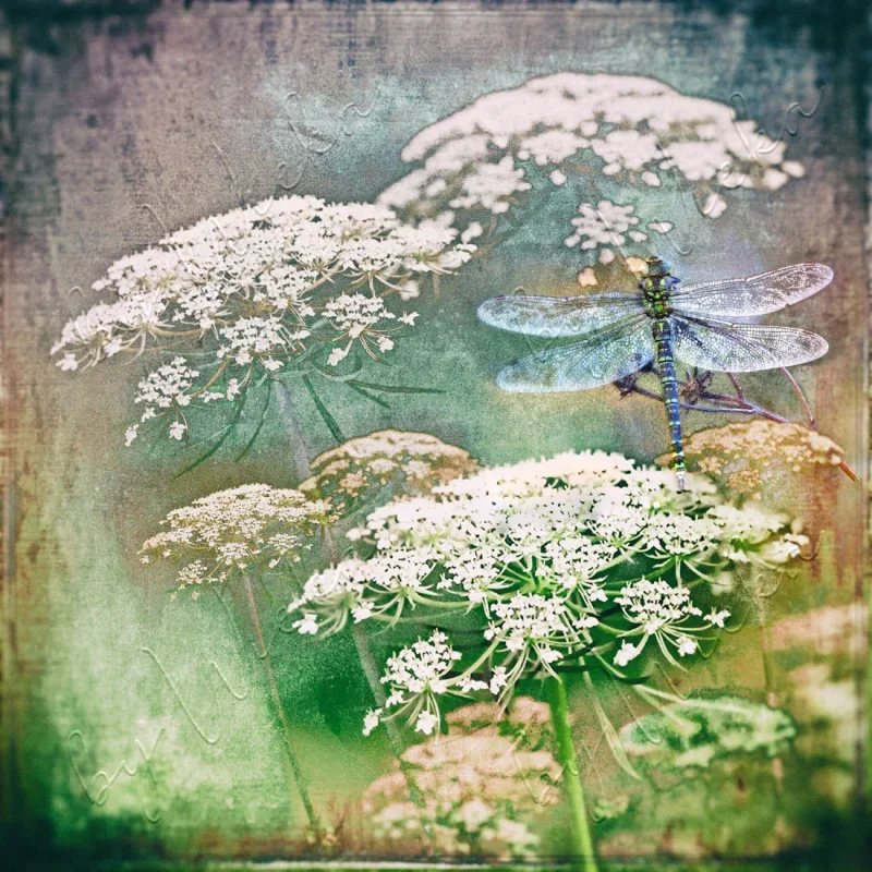 Blumenbild Karottenblüten mit Libelle, Wandbild Handmade im Shabby Chic, Landhausstil