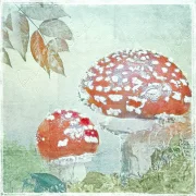 Fliegenpilze, Wandbild Waldfrüchte im Vintage Style, Landhausstil  als Leinwandbild, Kunstdruck, Holzdruck