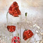 Vintage Mohnblumen, Wandbild im Vintage Style, Shabby Chic, Landhausstil,