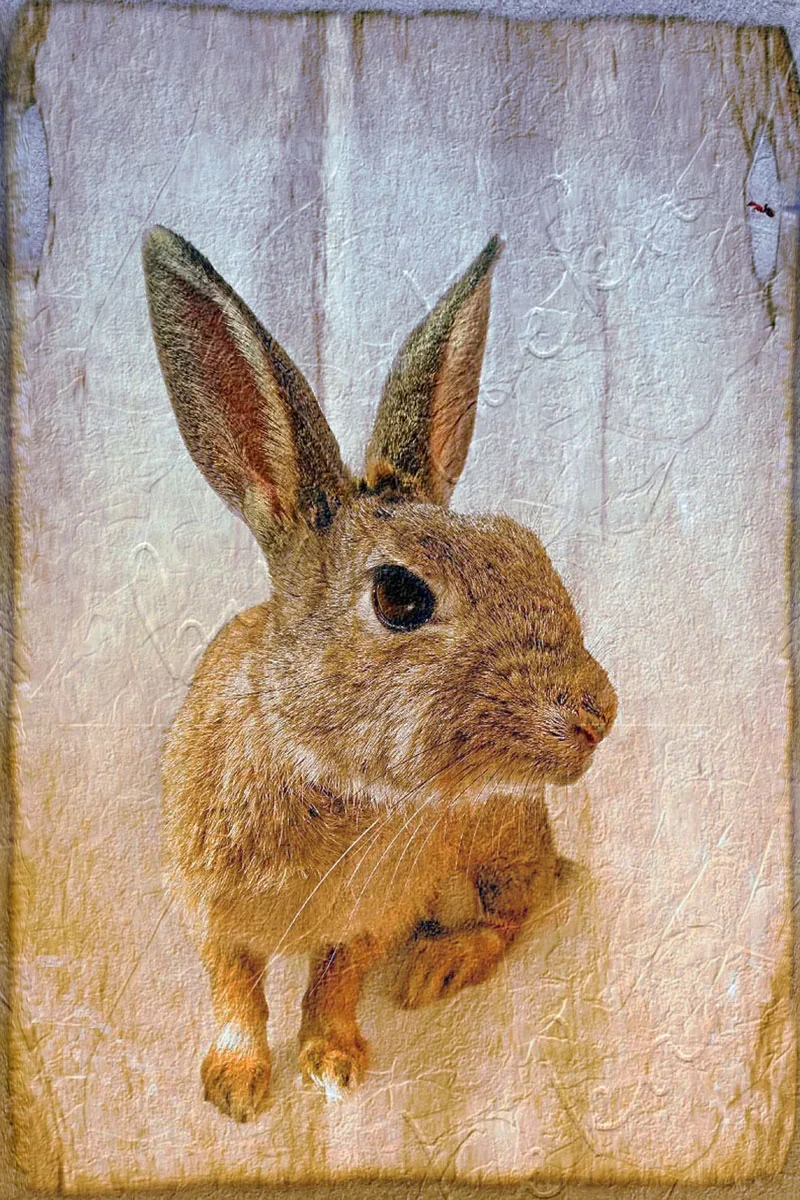 Wandbild Waldtiere - Hasenbild im Shabby Chic Landhausstil günstig kaufen