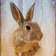 Wandbild Waldtiere - Hasenbild im Shabby Chic Landhausstil günstig kaufen