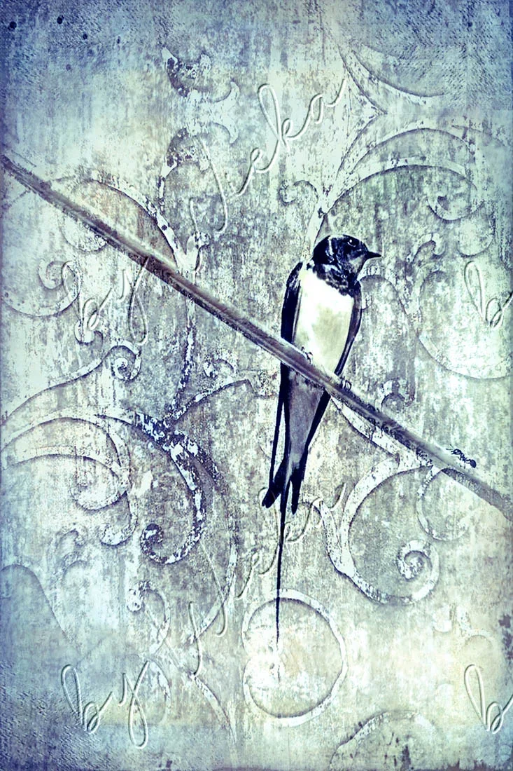 Wandbild Schwalbe als Leinwandbild, Kunstdruck oder Holzdruck im Shabby Chic kaufen