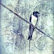 Wandbild Schwalbe als Leinwandbild, Kunstdruck oder Holzdruck im Shabby Chic kaufen